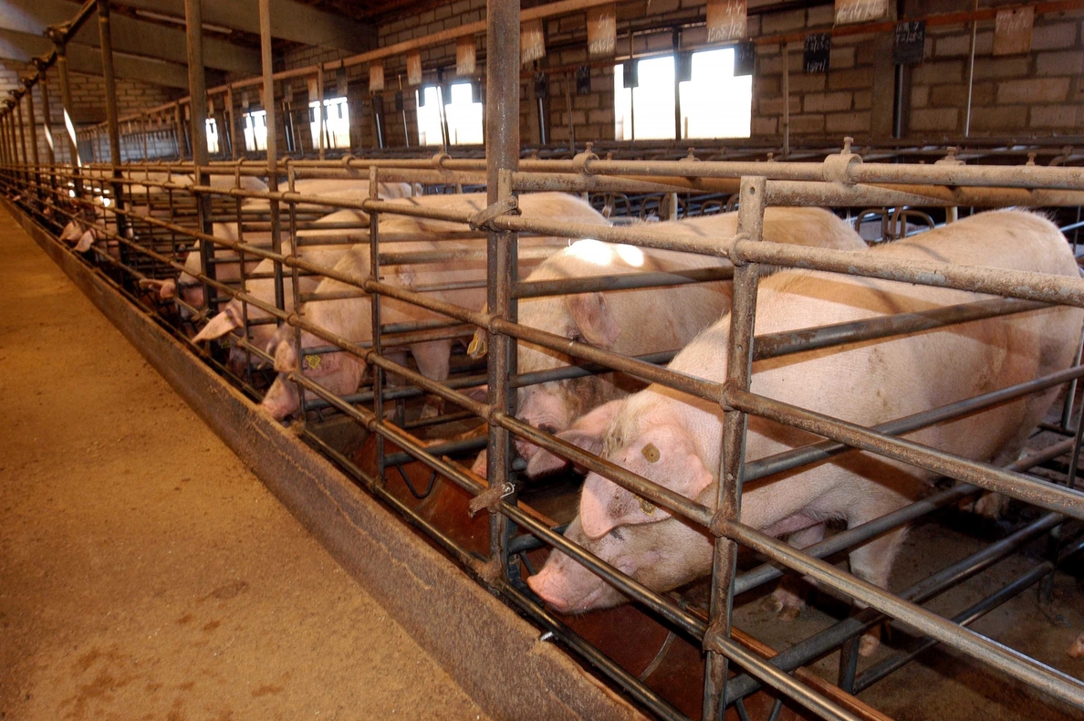 La carne sin antibióticos gana terreno en EEUU, ante la presión de consumidores