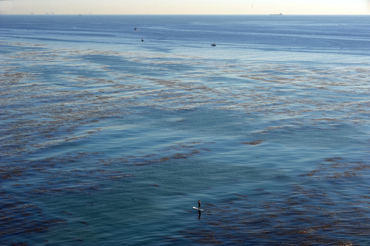 Los desechos en los océanos amenazan la vida de millones de animales marinos