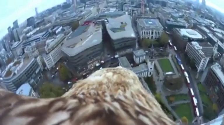 Un águila graba los cielos de Londres por el medio siglo de la Lista Roja de especies amenazadas