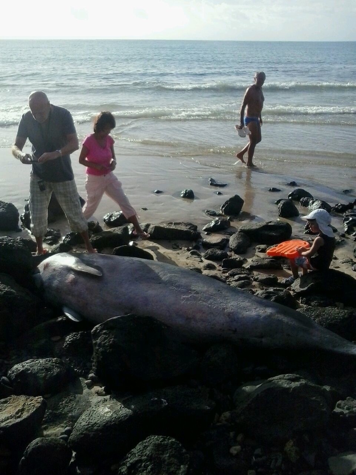 Aparece un cachalote muerto en la playa de Costa Calma (Fuerteventura)