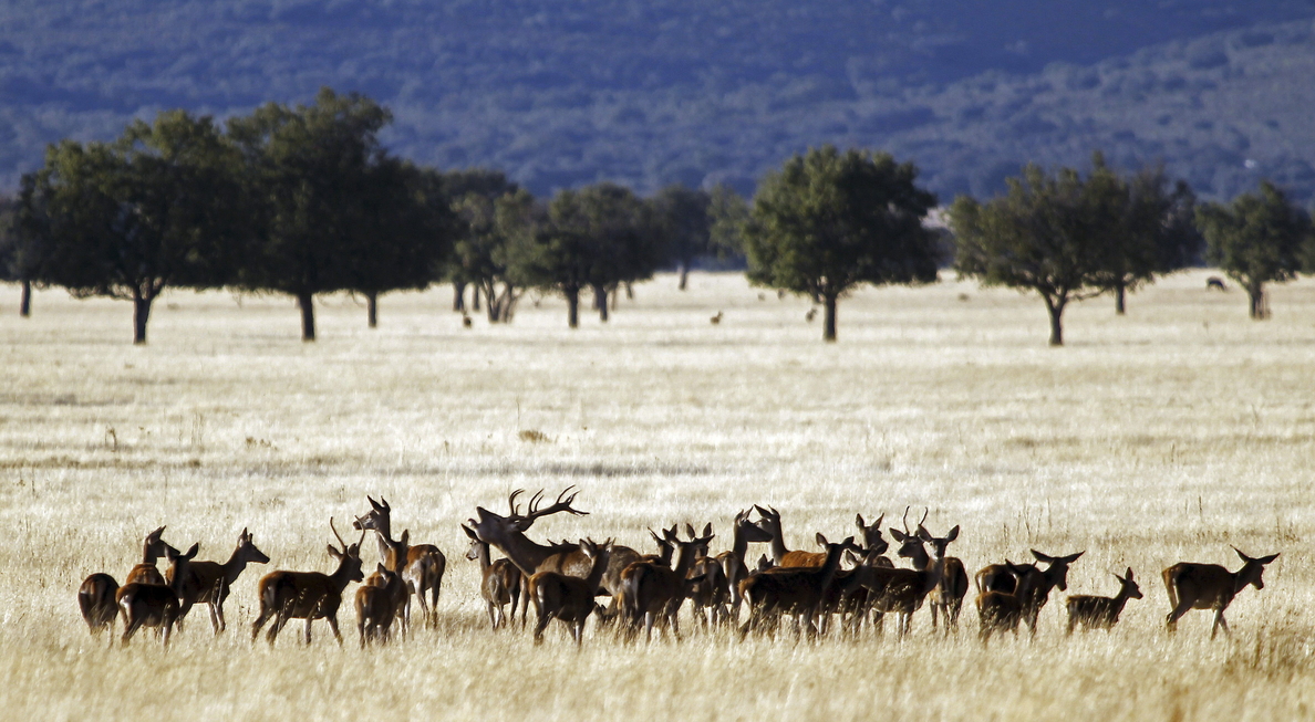 El Congreso respalda la prórroga de la caza en los Parques Nacionales