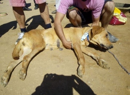 Declara ante el juez el hombre que mantenía hacinados en lamentable estado a 55 perros en Villa del Prado (Madrid)