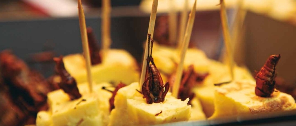 La UA propone una coca de hormigas culonas y saltamontes a la miel en su I Jornada Gastronómica de insectos