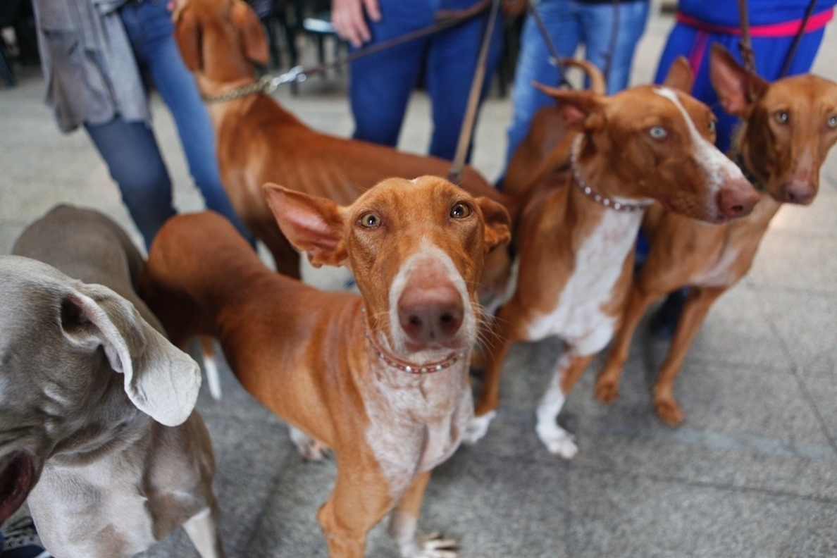 »Un día de perros 4» incidirá en la importancia de que los propietarios cumplan la normativa vigente