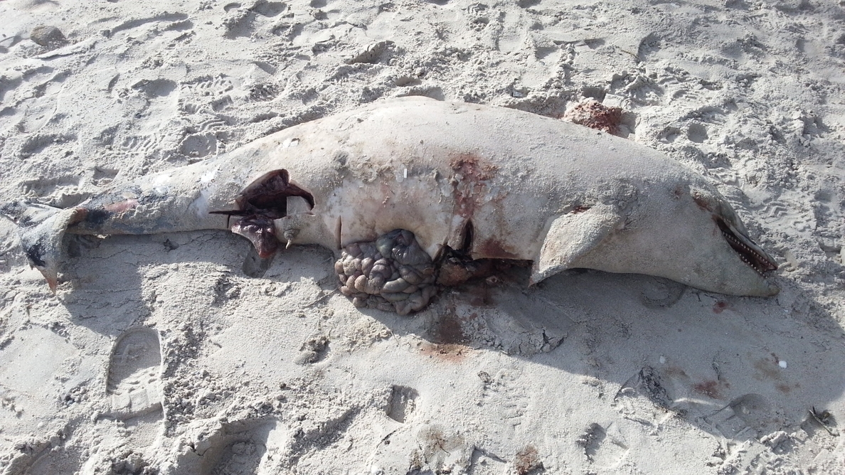 Localizan en la playa de Toralla, en Vigo, un delfín muerto que presentaba lesiones de importancia