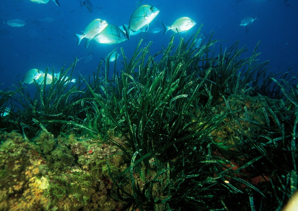 La Comunidad destina 30.000 euros para continuar las investigaciones sobre la posidonia oceánica
