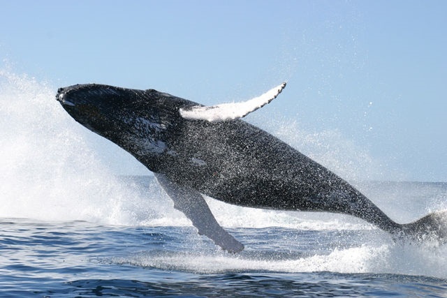 Las ballenas jorobadas del Mar Arábigo llevan aisladas 70.000 años