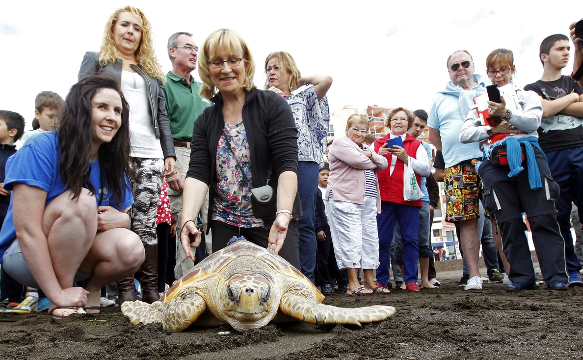 La segunda oportunidad de Leona, la tortuga que se perdió en la fría Irlanda
