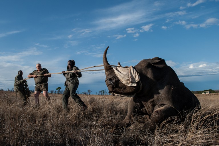 Fallece en EEUU uno de los 6 rinocerontes blancos que quedan en el mundo