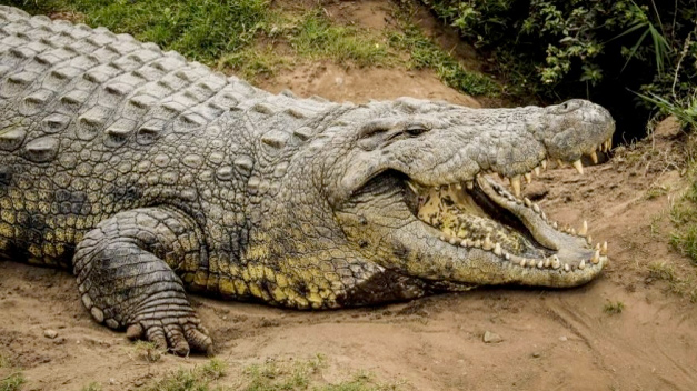 El popular Henry, el cocodrilo más longevo del mundo, cumple 114 años