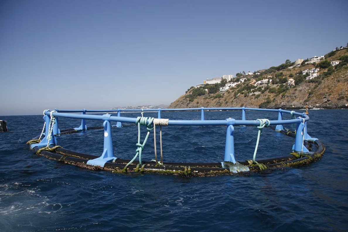 El Consell aprueba el anteproyecto de Ley de Pesca Marítima y Acuicultura de la Comunitat