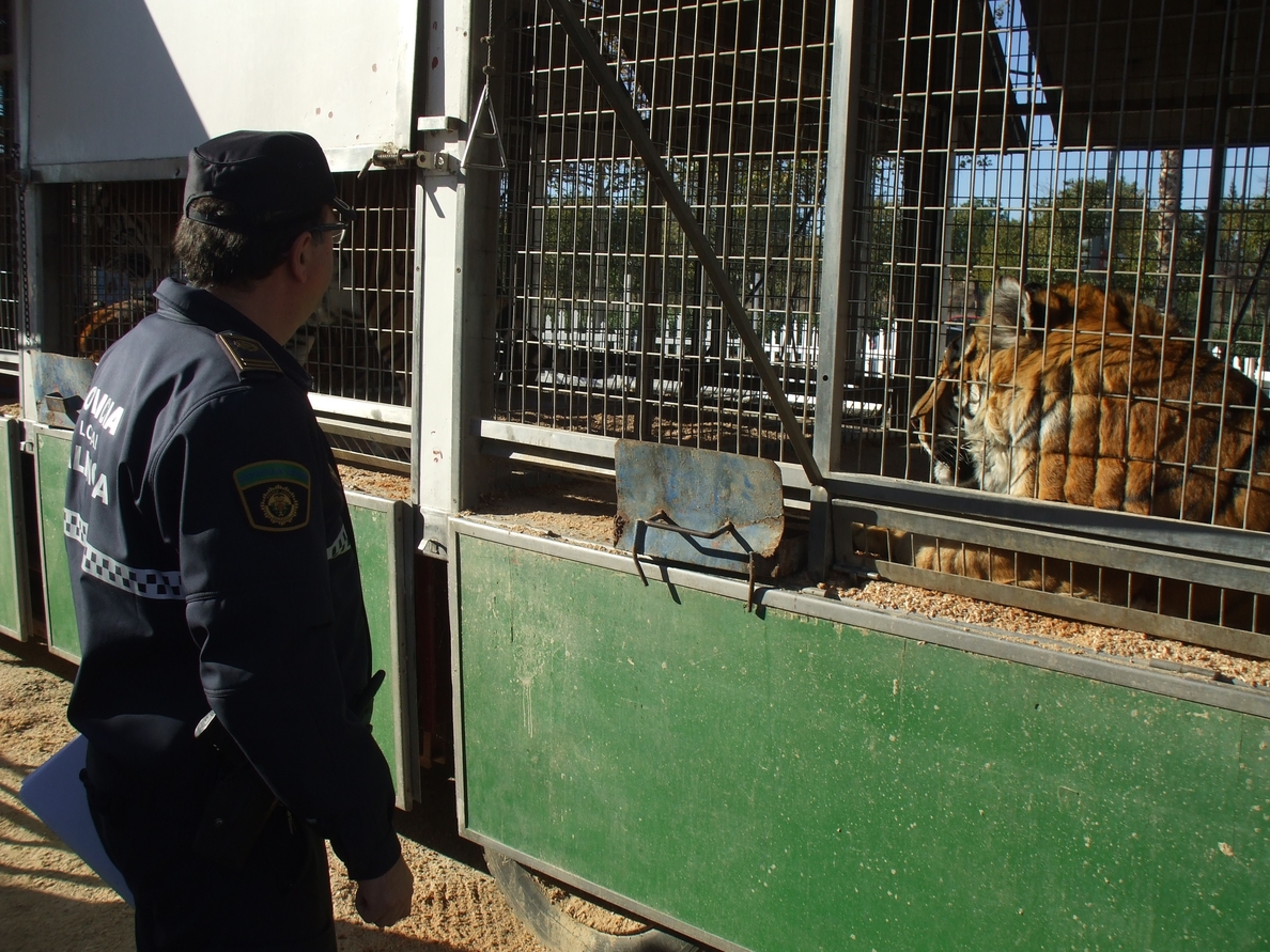 La Policía Local inspecciona los cinco circos de la ciudad para comprobar las instalaciones de los animales