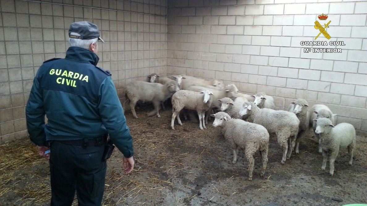 Detenidas diez personas por el presunto robo de ganado ovino y desmantelado un punto de venta ilegal
