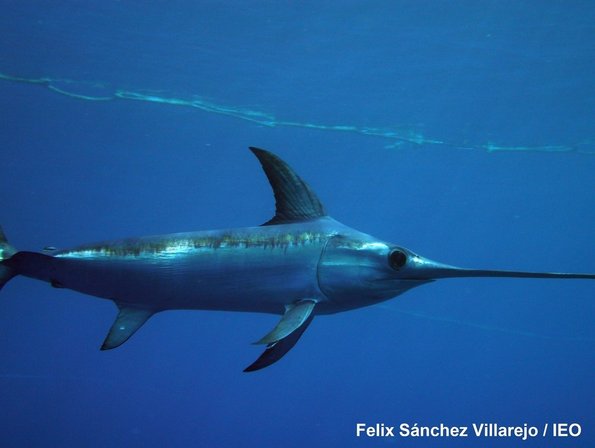 El pez espada del Atlántico se recupera por su biología, por los factores ambientales y por la gestión de la especie