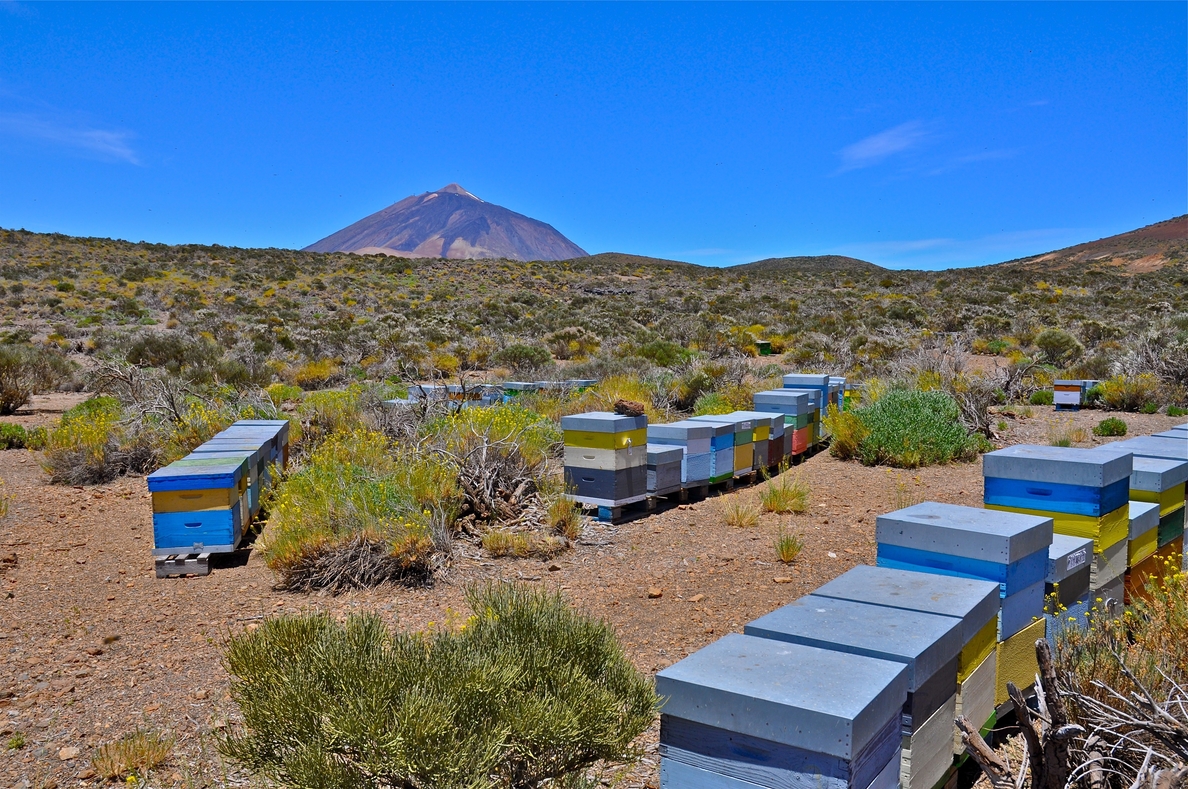 Piden prohibir las colmenas de abejas en el Parque Nacional del Teide