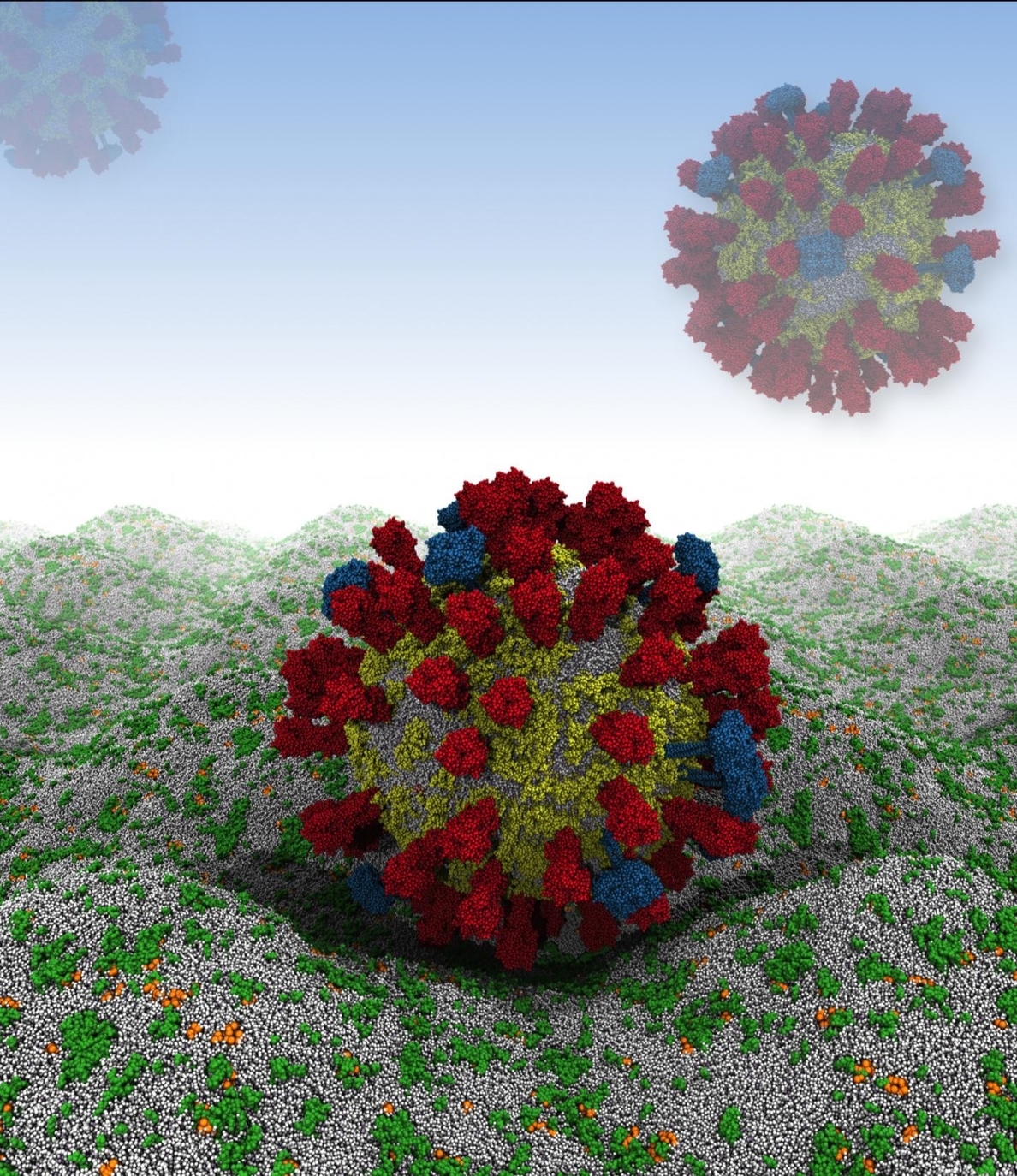 Investigadores simulan el exterior completo de una partícula de la gripe