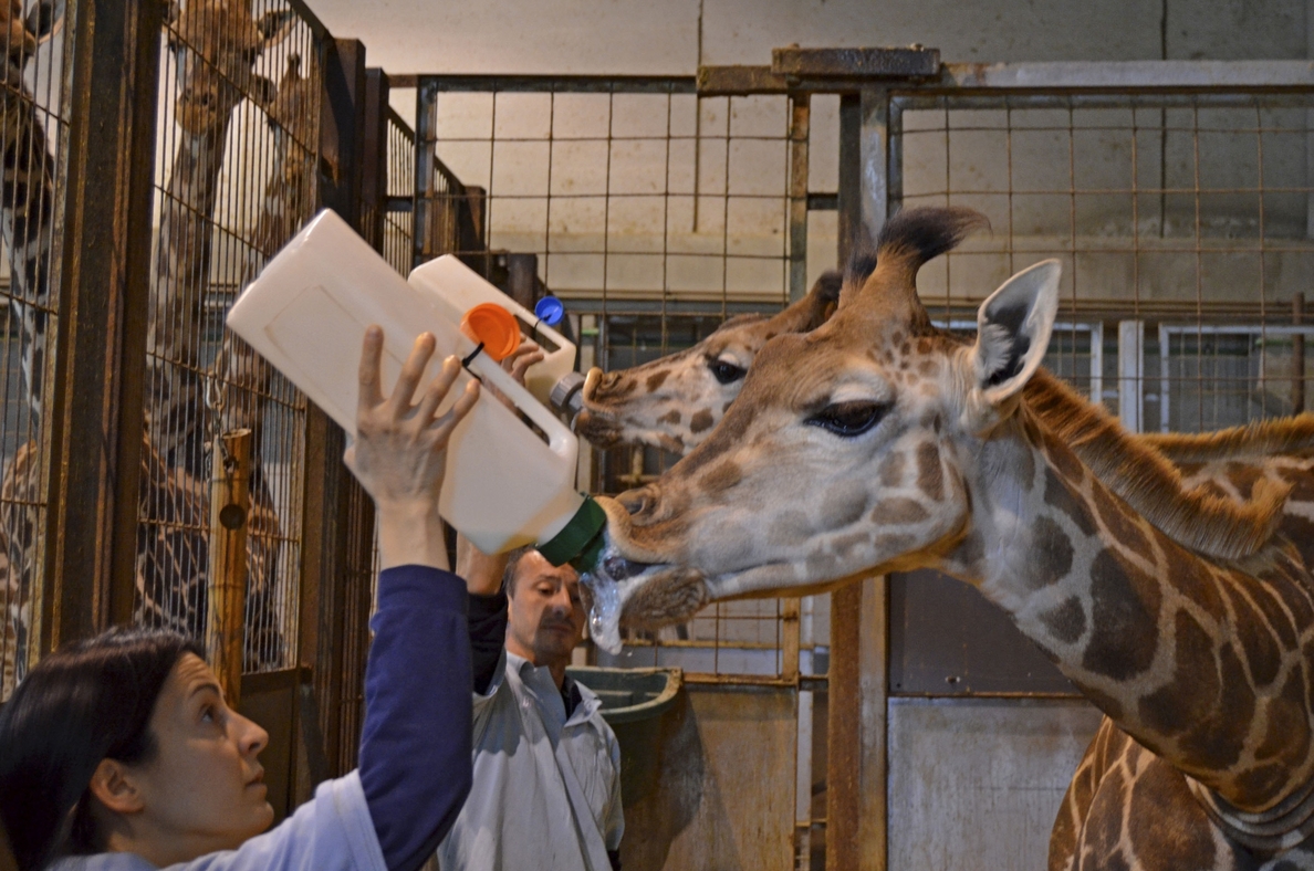 Dos pequeñas jirafas del Bioparc toman sus últimos biberones antes de ser «destetadas»