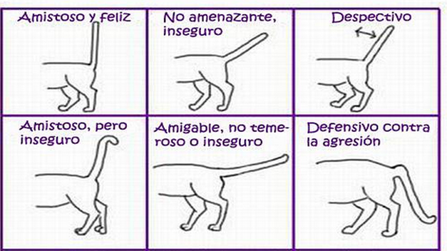 Tu gato te habla, pero ¿Sabes qué te está diciendo?