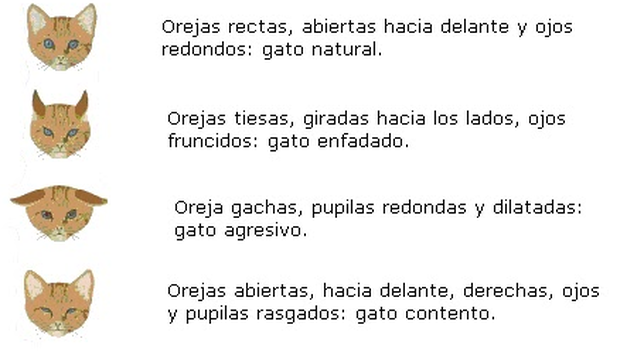 Tu gato te habla, pero ¿Sabes qué te está diciendo?