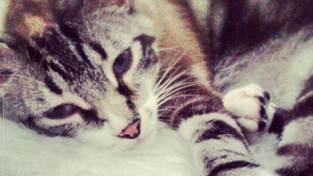 Tu gato te habla, pero ¿Sabes qué te está diciendo?
