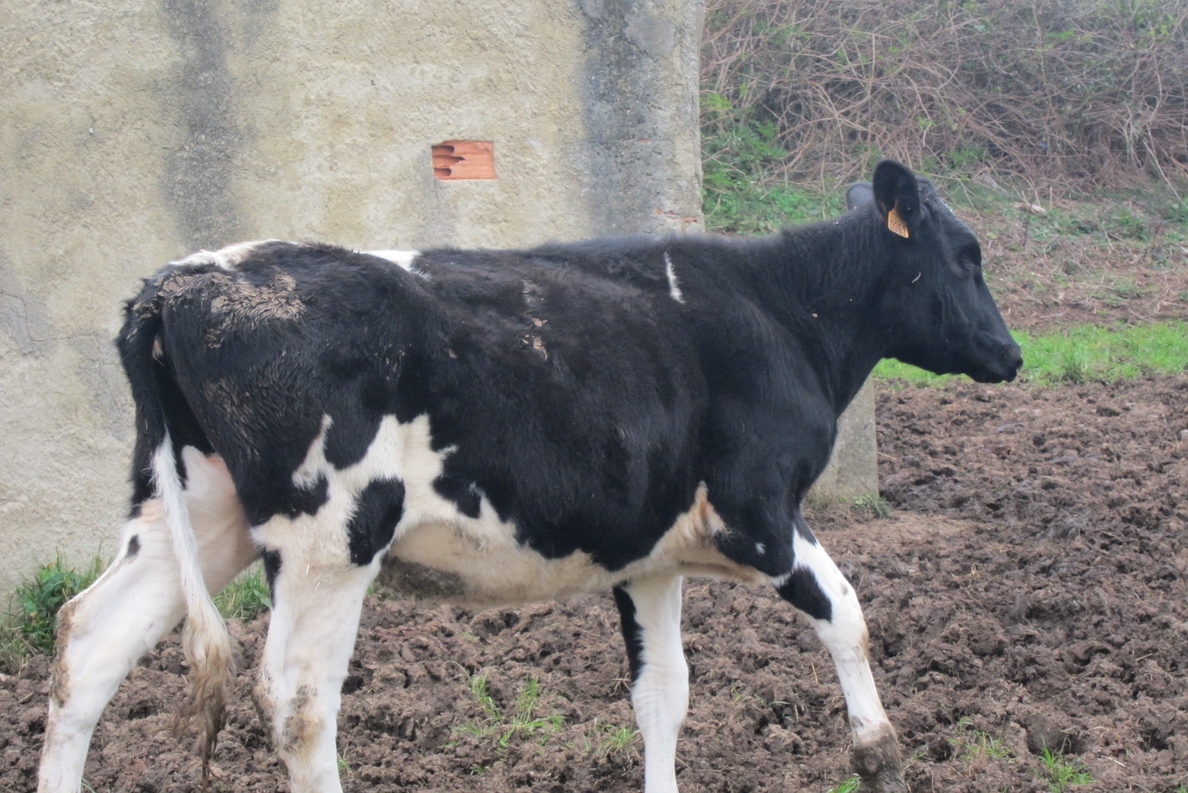 IU registra una iniciativa para atajar el incremento de positivos de tuberculosis en el ganado bovino