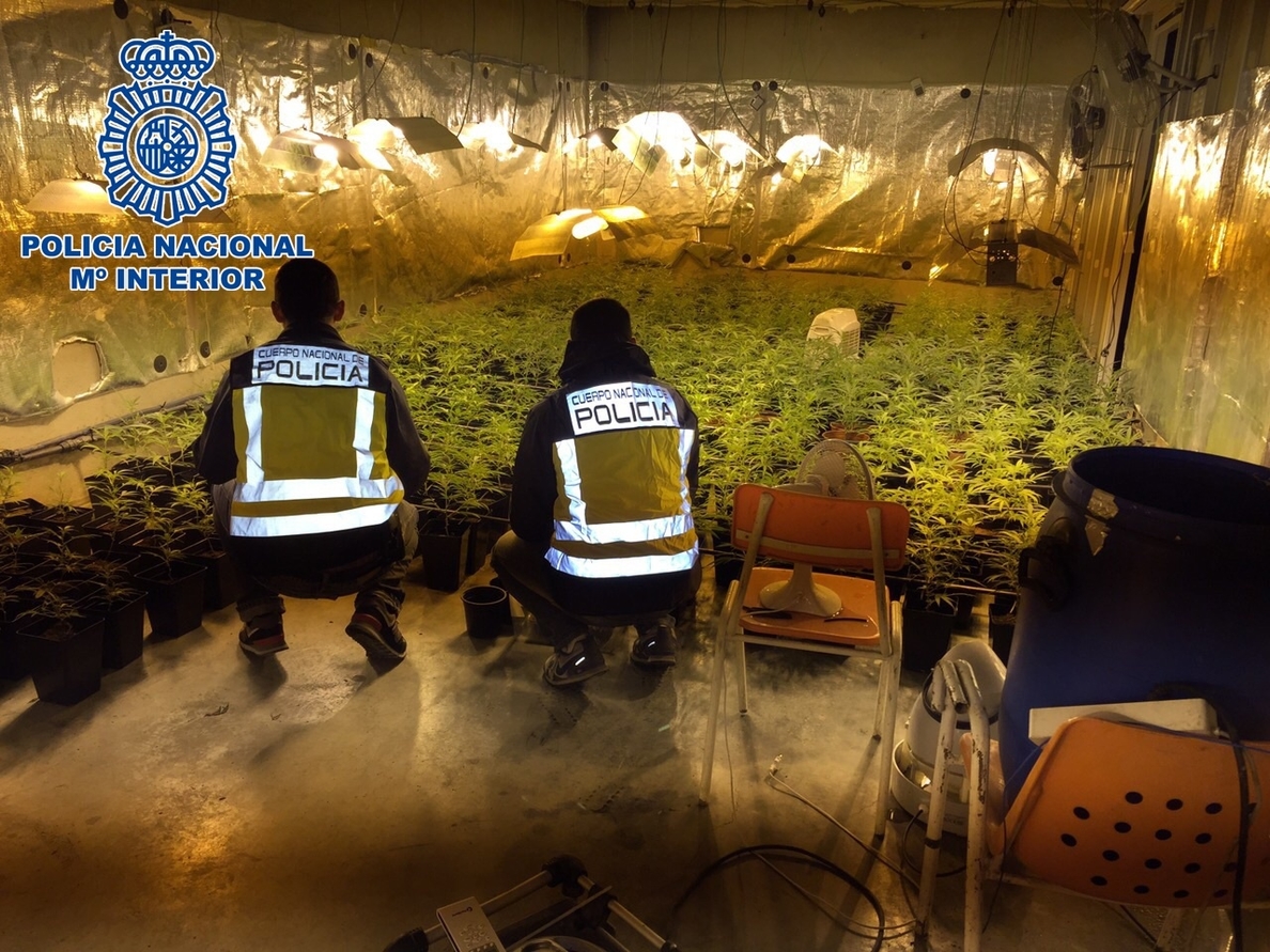 Localizan 1.735 plantas de marihuana en el sótano de un chalé de lujo de Villaviciosa de Odón (Madrid)