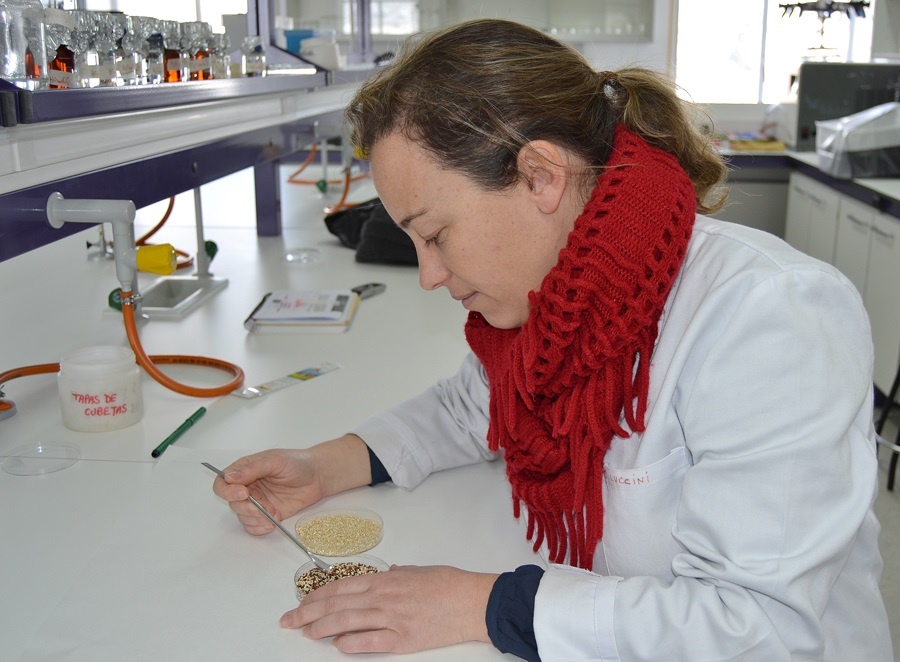 La quinoa puede cultivarse en Castilla y León y ser rentable, según investigación de la UCAV