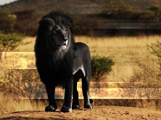 El león abisinio, en peligro por el hombre y la destrucción de su hábitat