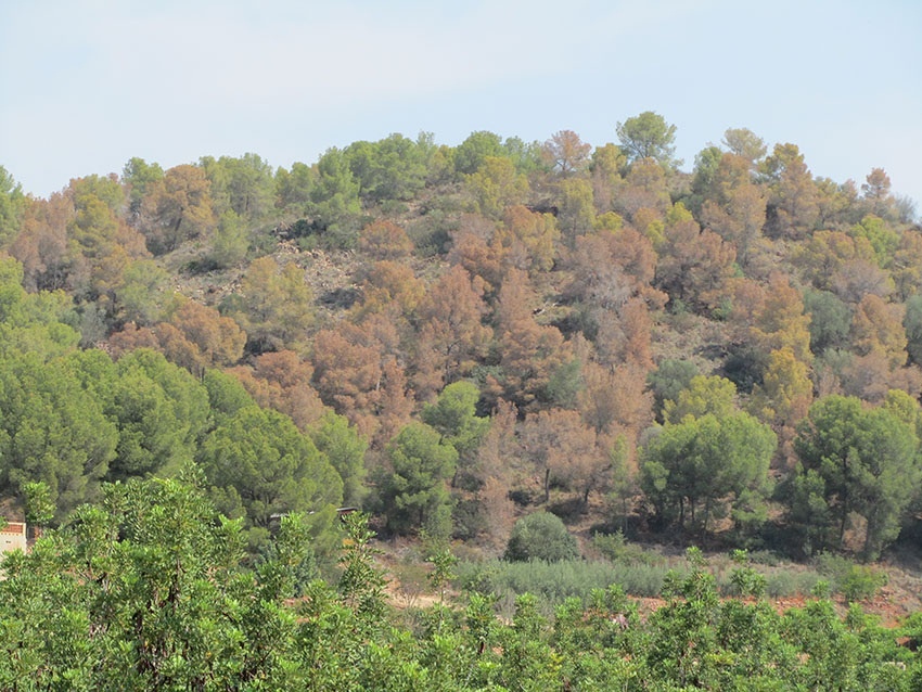 Expertos aconsejan talar los árboles infectados por el »tomicus» en la Comunidad Valenciana debido a la «extrema sequía»