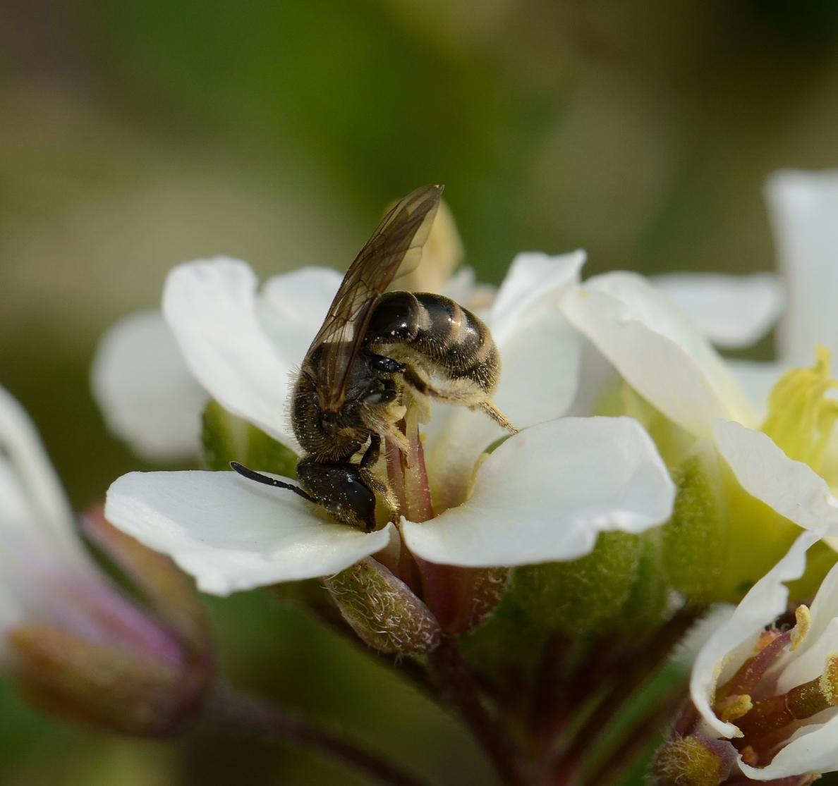 Casi una de cada diez especies de abejas salvajes podrían extinguirse en Europa