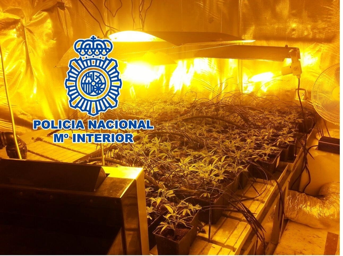Desarticulado un grupo por presunto tráfico de drogas e intervenidas 910 plantas de marihuana en Mijas