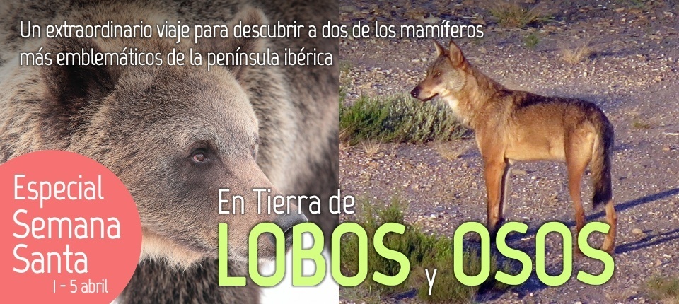 Una empresa vallisoletana ofrece una experiencia de ecoturismo para descubrir el lobo ibérico y el oso pardo