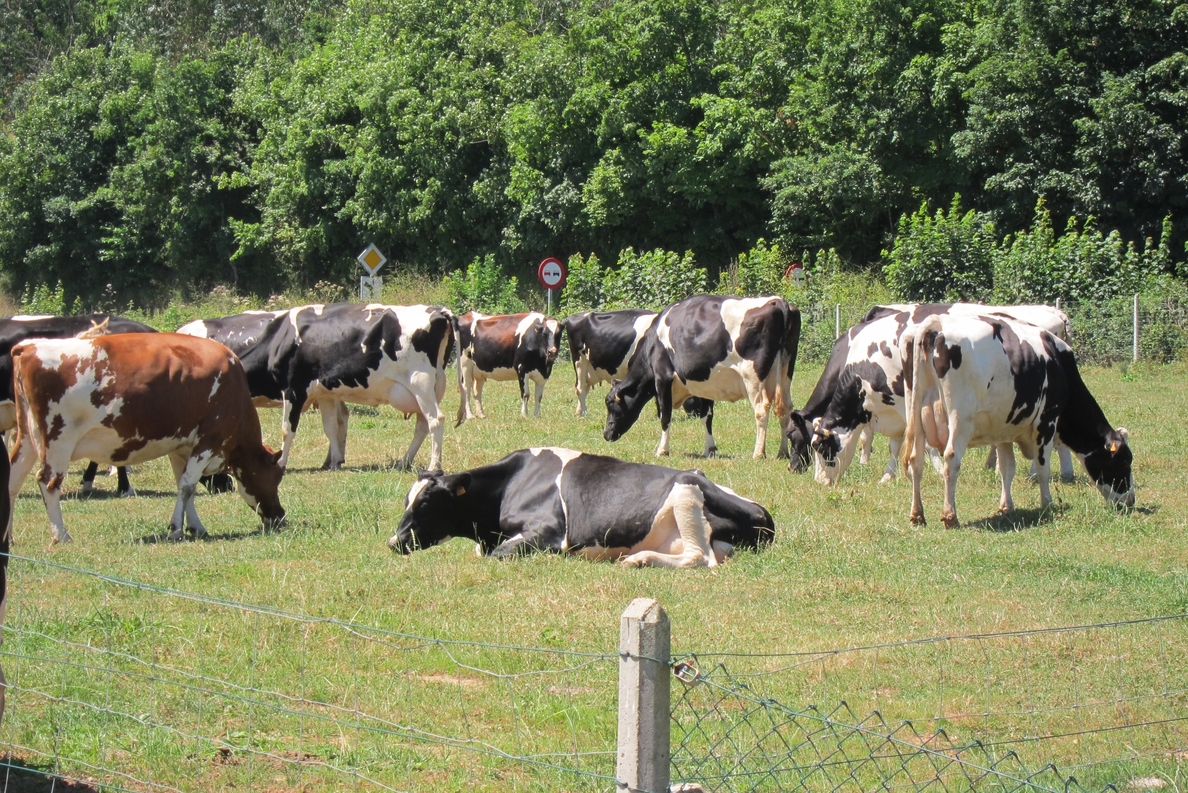 Sindicatos de Asturias temen que el fin de la cuota láctea suponga el desplome de los precios de la leche
