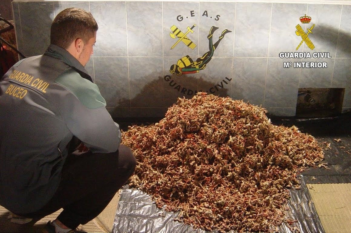 La Guardia Civil interviene 92 kilos de coral rojo en La Jonquera (Girona)