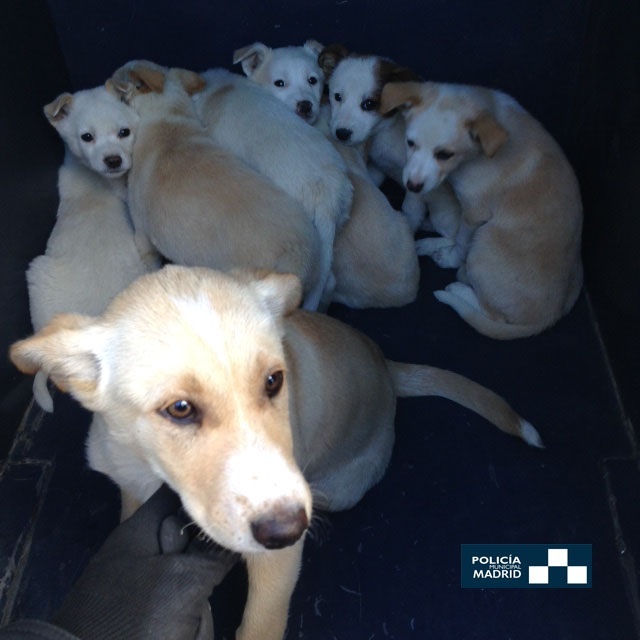 Rescatados en El Gallinero 16 cachorros de perro que cazaban ratas para alimentarse