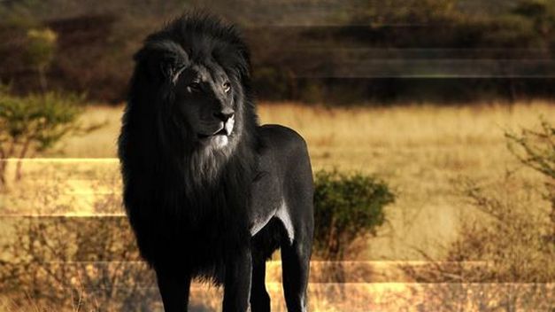El león abisinio, en peligro por el hombre y la destrucción de su hábitat