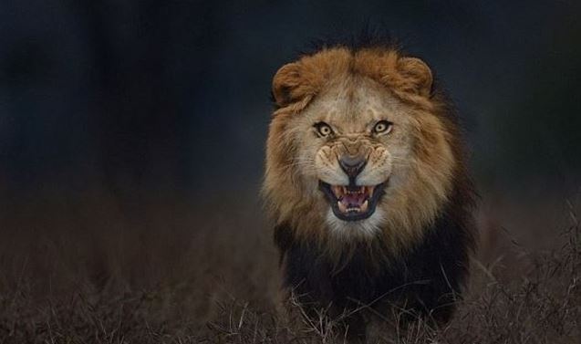 El último instante del león antes de saltar feroz sobre su presa: el fotógrafo