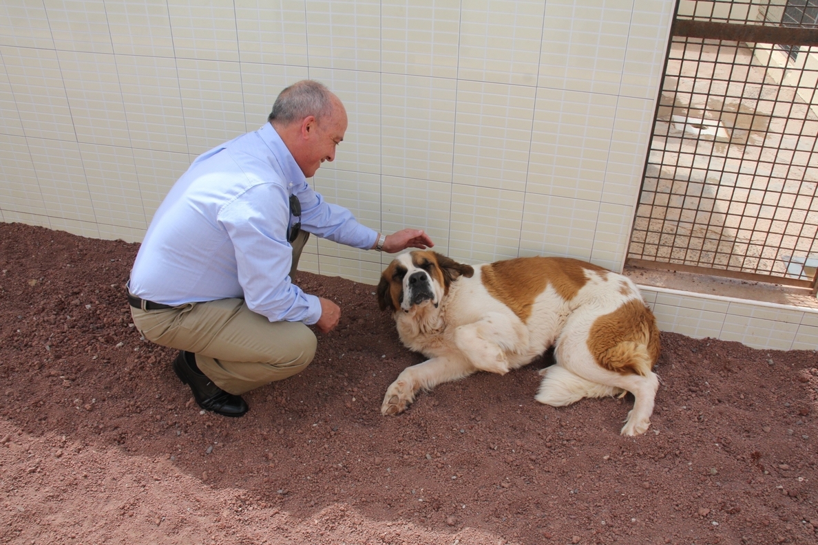 El Ayuntamiento de Tías (Lanzarote) impulsa la adopción de perros abandonados