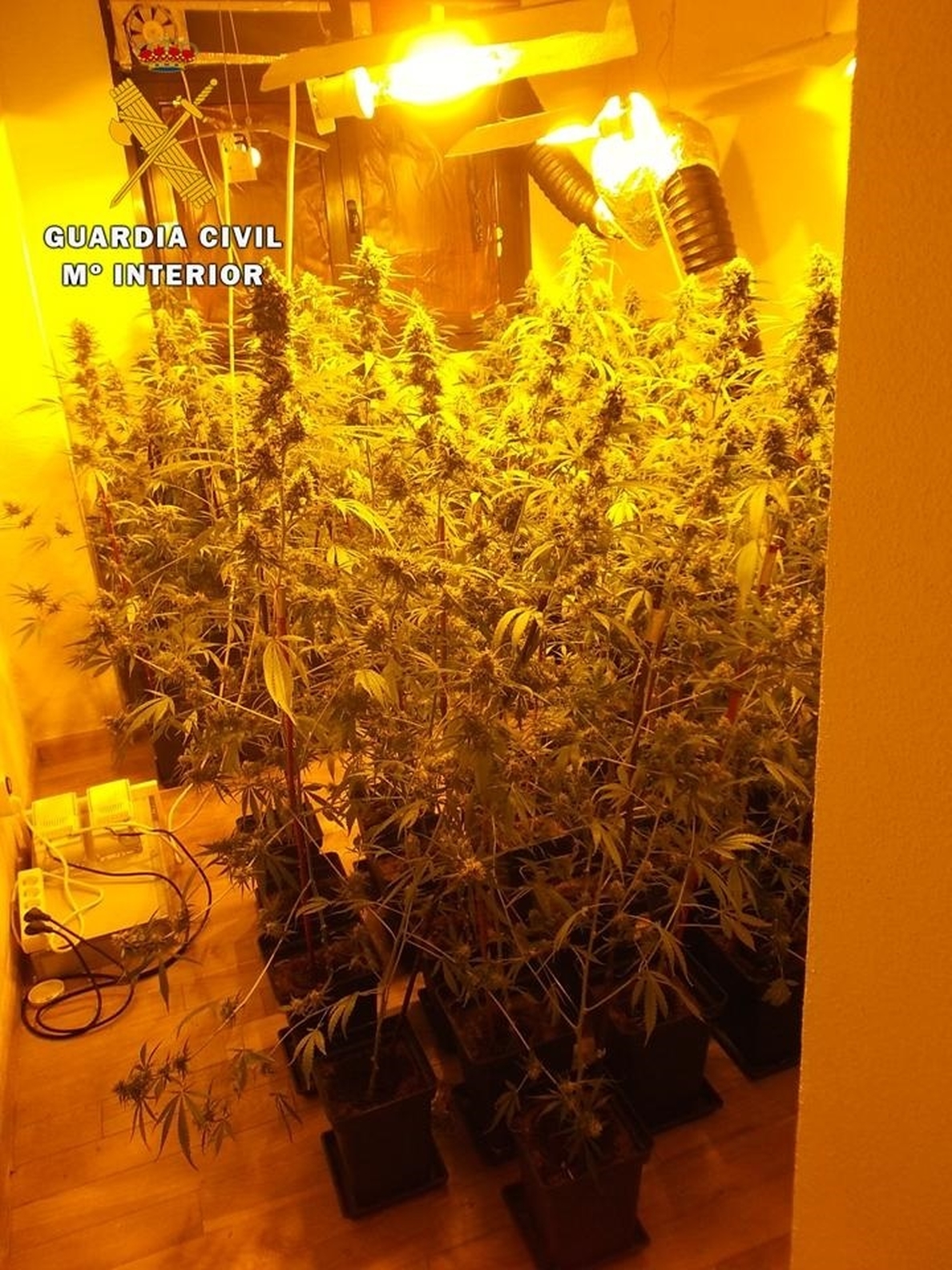 Guardia Civil se incauta de 143 plantas de marihuana en Seseña y detiene a un joven de 22 años por su cultivo