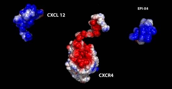 Descubren la estructura atómica de una proteína que inhibe la propagación de un tipo de VIH
