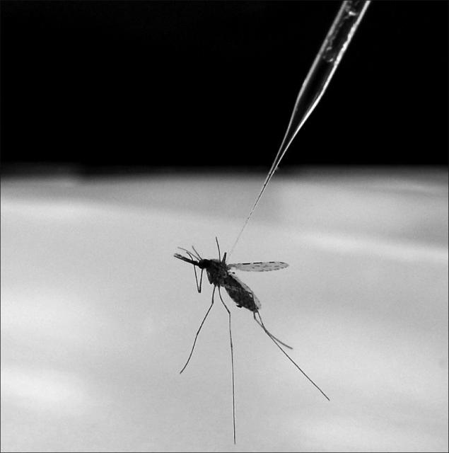 Se reducen un 47% las muertes por malaria en 15 años