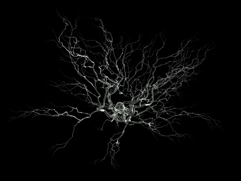 Investigadores españoles descubren las bases de una nueva señalización en la sinapsis neuronal