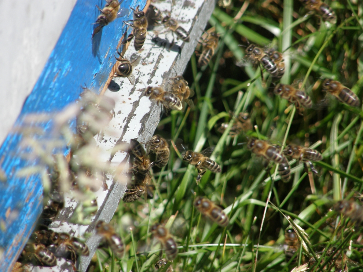 Bomberos de Valladolid recogen una media de seis enjambres de abejas al día de la vía pública