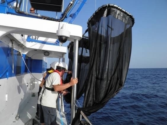 Científicos españoles y estadounidenses proponen tener en cuenta las condiciones del océano para evaluar el atún rojo