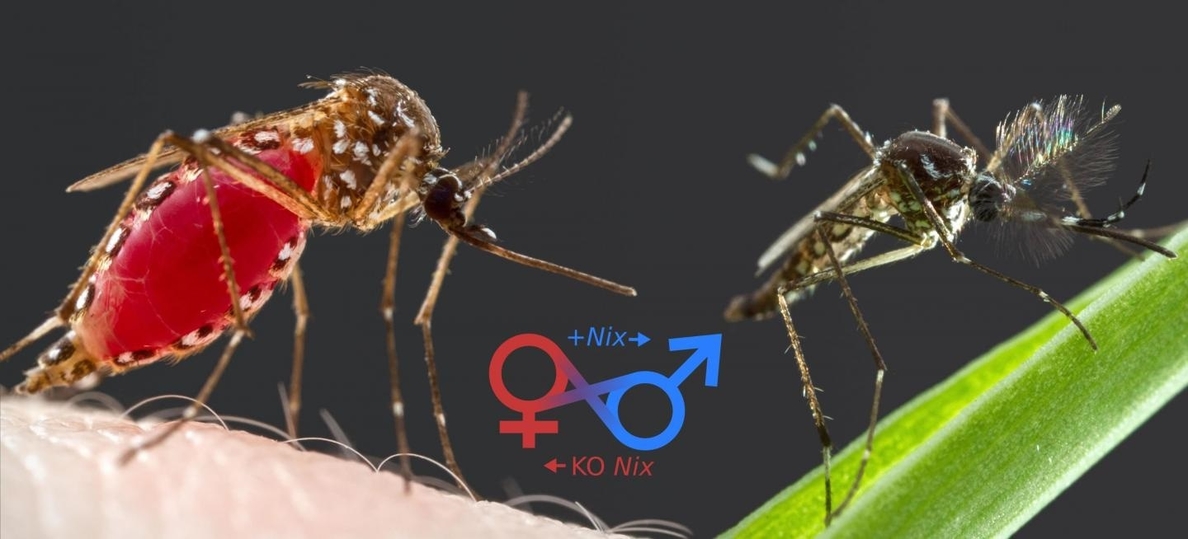 El gen que determina el sexo del mosquito podría ayudar a combatir el dengue