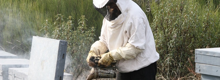 Extremadura solicita una reducción de los módulos de IRPF para sus apicultores