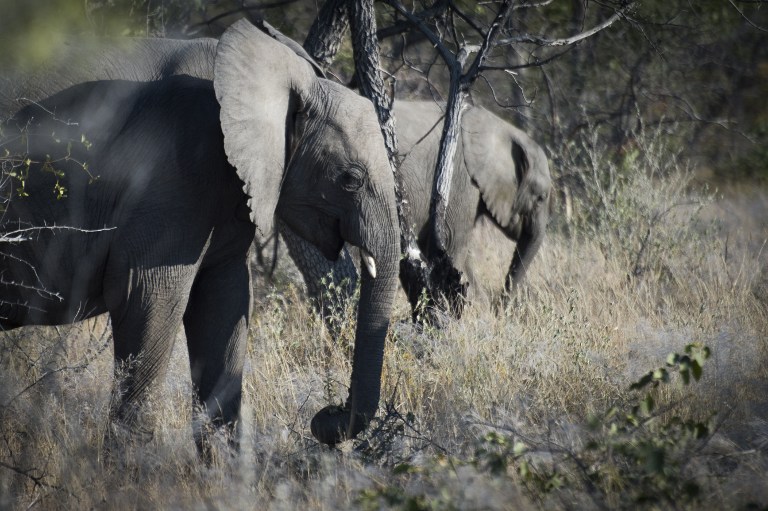 La caza furtiva deja a  Mozambique sin la mitad de sus elefantes