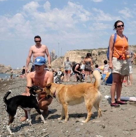 Asociaciones protectoras de animales exigen a la Junta que cambie la normativa para permitir las playas caninas