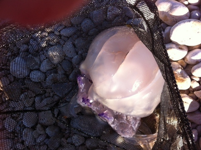 Las medusas llegarán este verano a las playas españolas en momentos puntuales, según un experto del CSIC