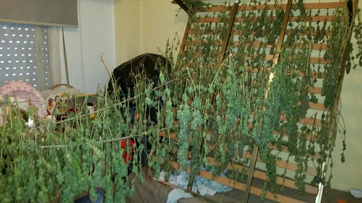 Hallan una plantación de marihuana en una casa tras la alerta vecinal por el fuerte olor